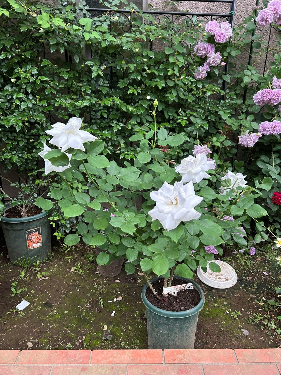 フラウカールドルシュキ大苗の14週後