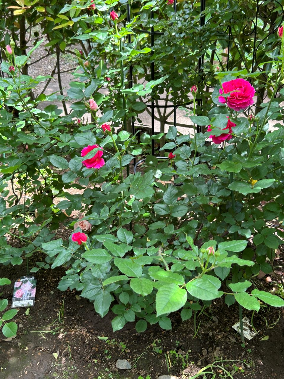 ガブリエル・オーク大苗74週後