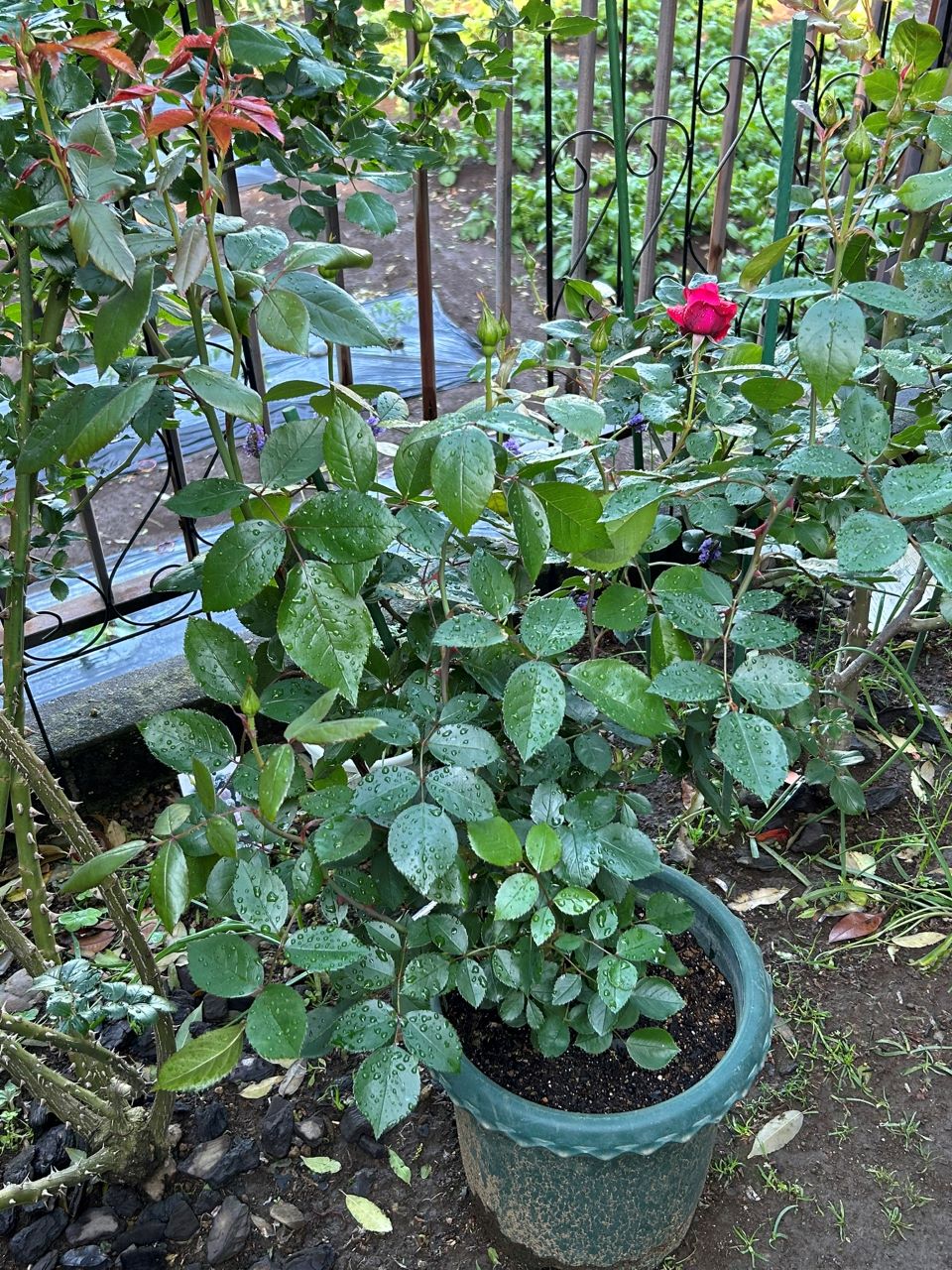 ジェネラシオン・ジャルダン裸苗64週後