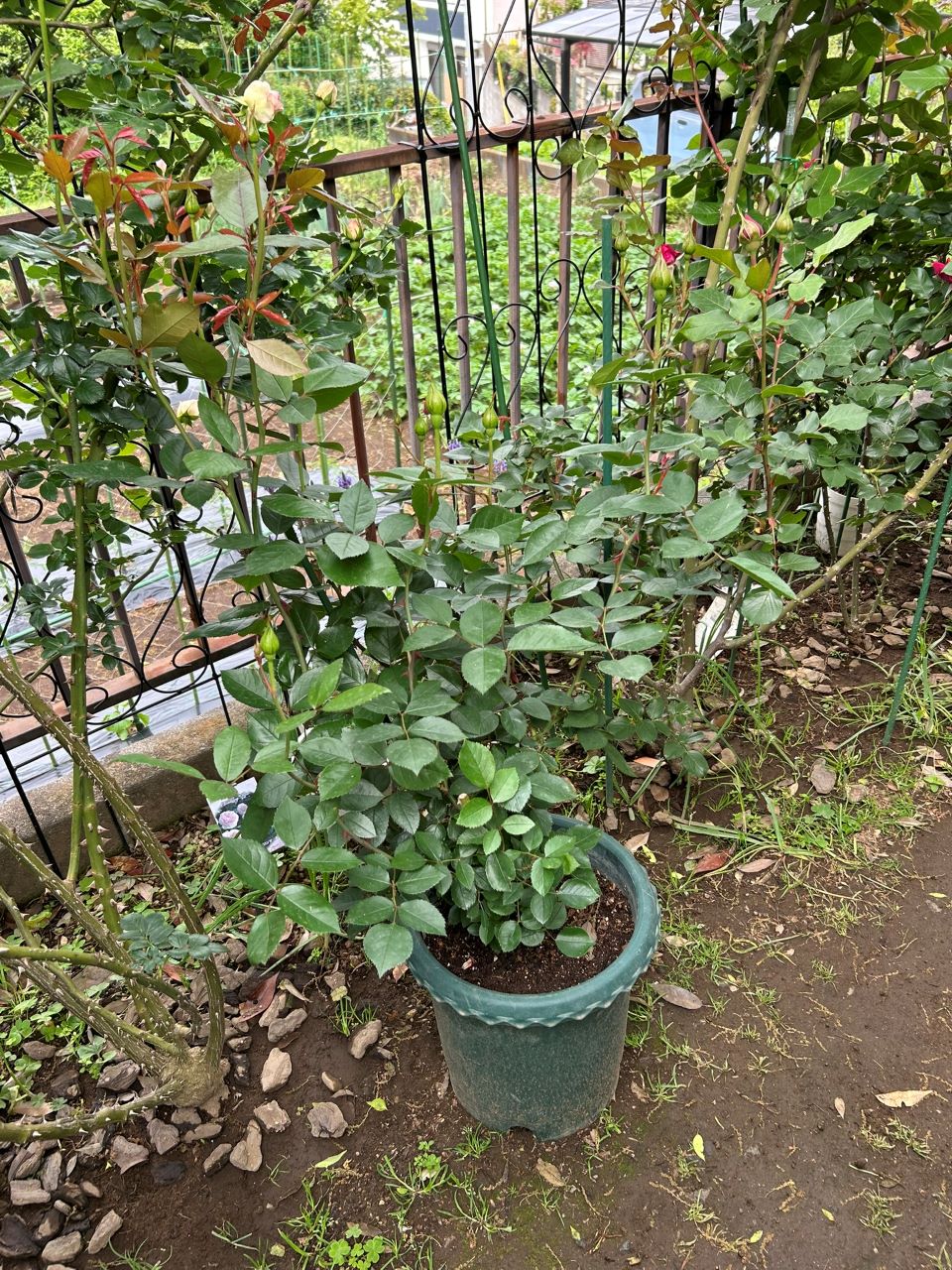 ジェネラシオン・ジャルダン裸苗65週後