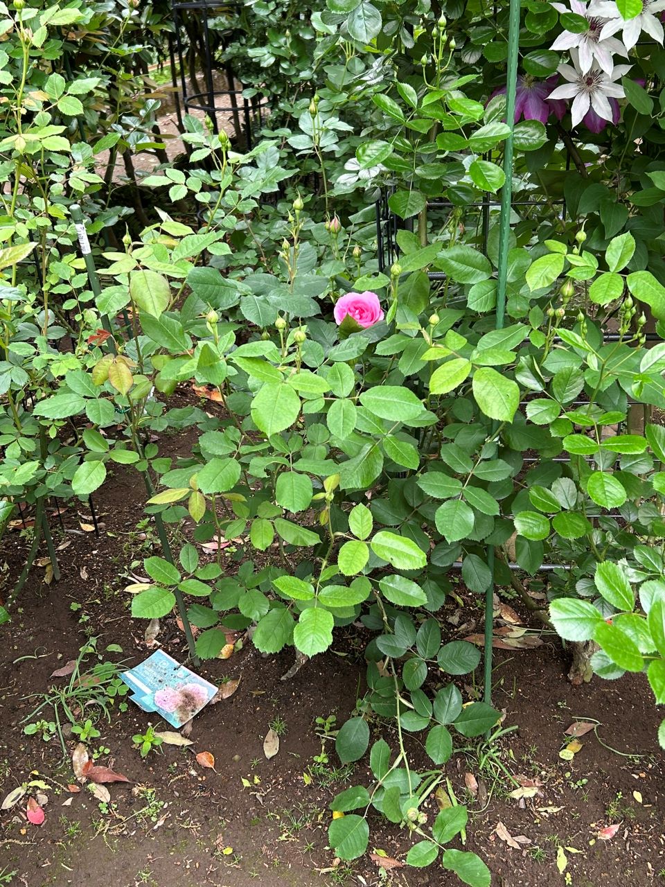 ガートルード・ジェキル代替苗の80週後