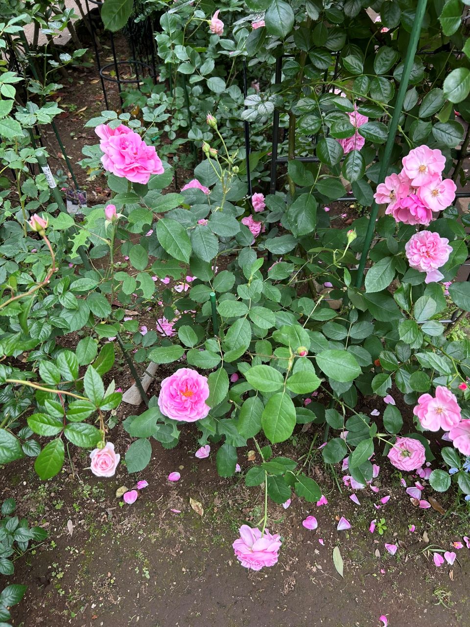 ガートルード・ジェキル代替苗の82週後