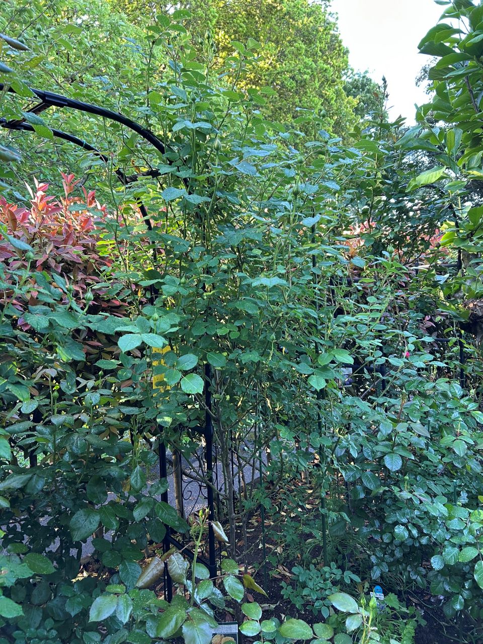 グラハム・トーマス15L鉢の92週後