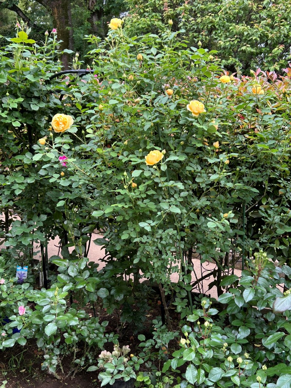 グラハム・トーマス15L鉢の93週後