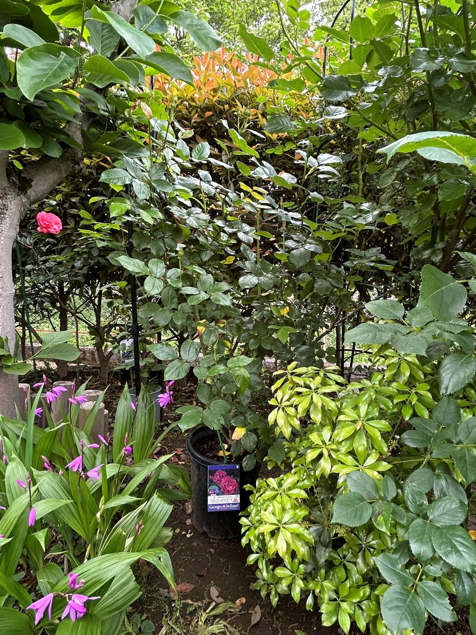 ギー・サヴォア大苗73週後