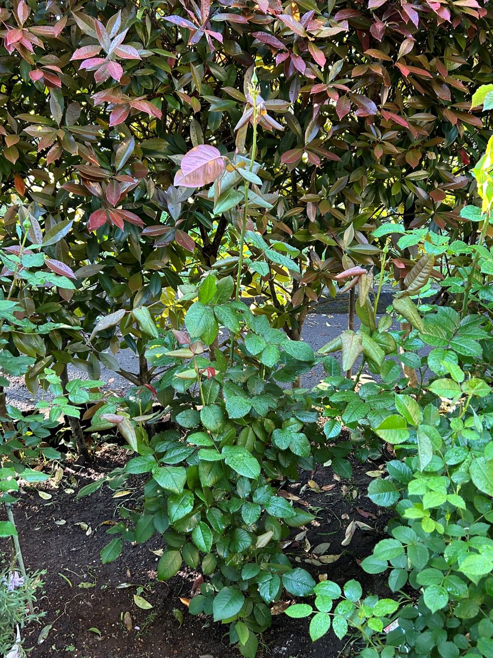 オーナー大苗の21週後