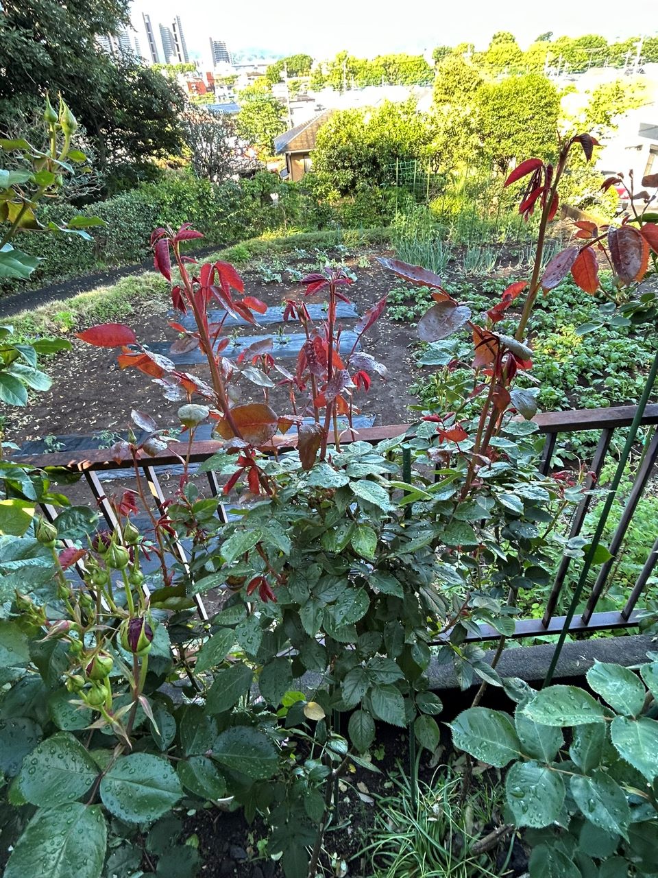 イングリッド・バーグマン春苗の2年目5月上旬