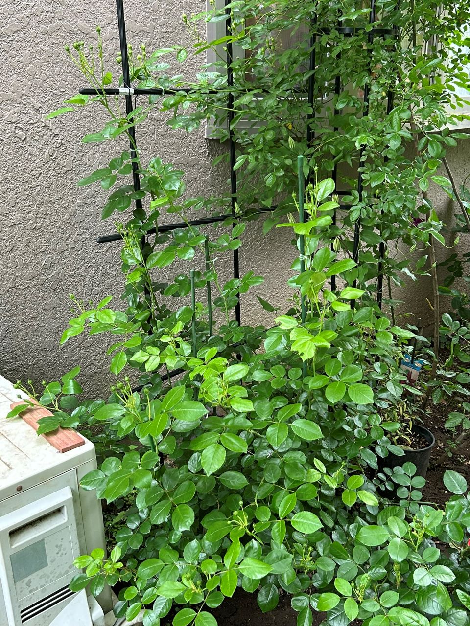 ジャスミーナ大苗の78週後