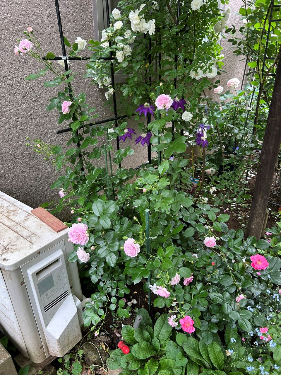 ジャスミーナ大苗の80週後