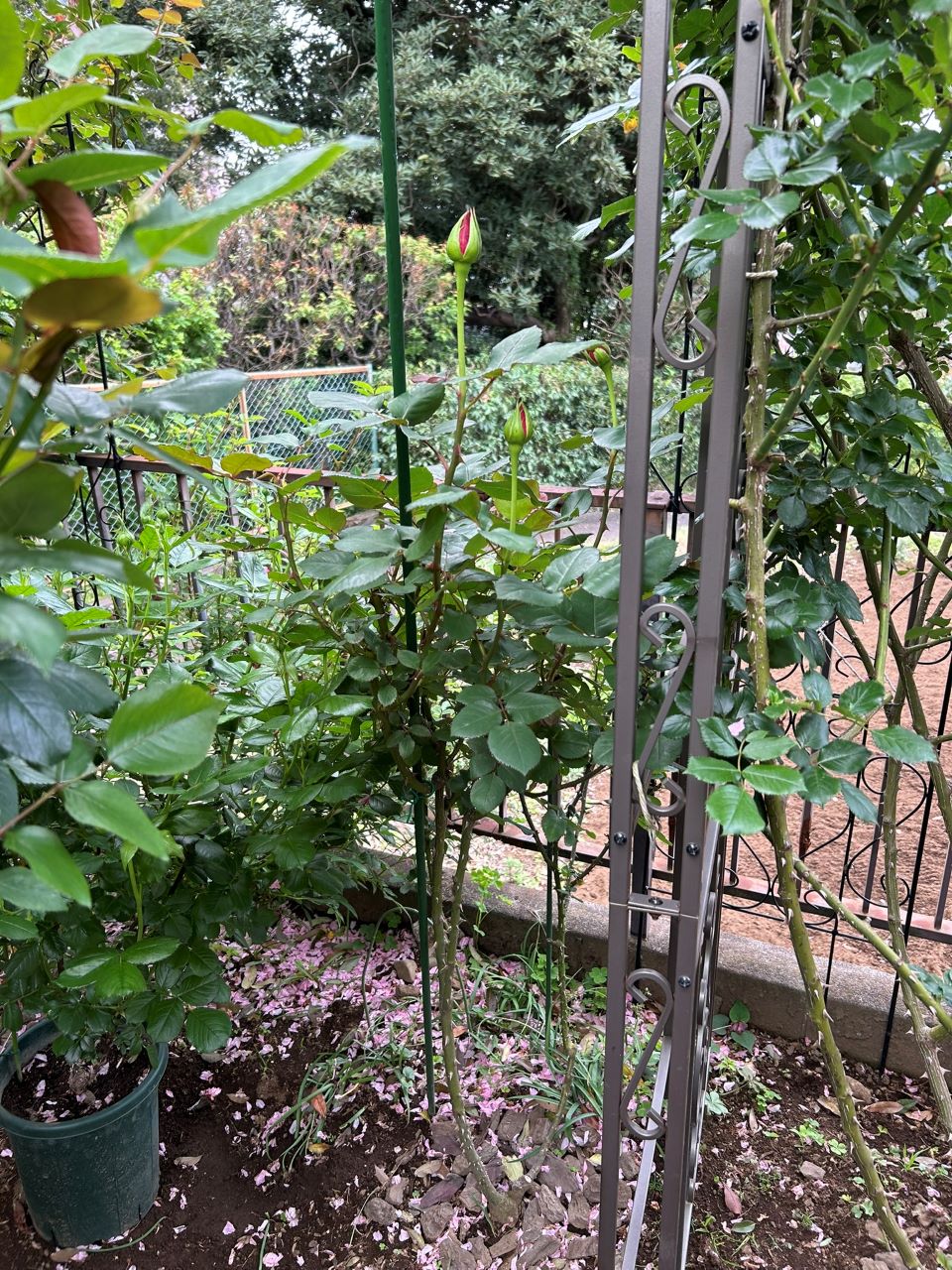 カーディナル地植え29か月後-3