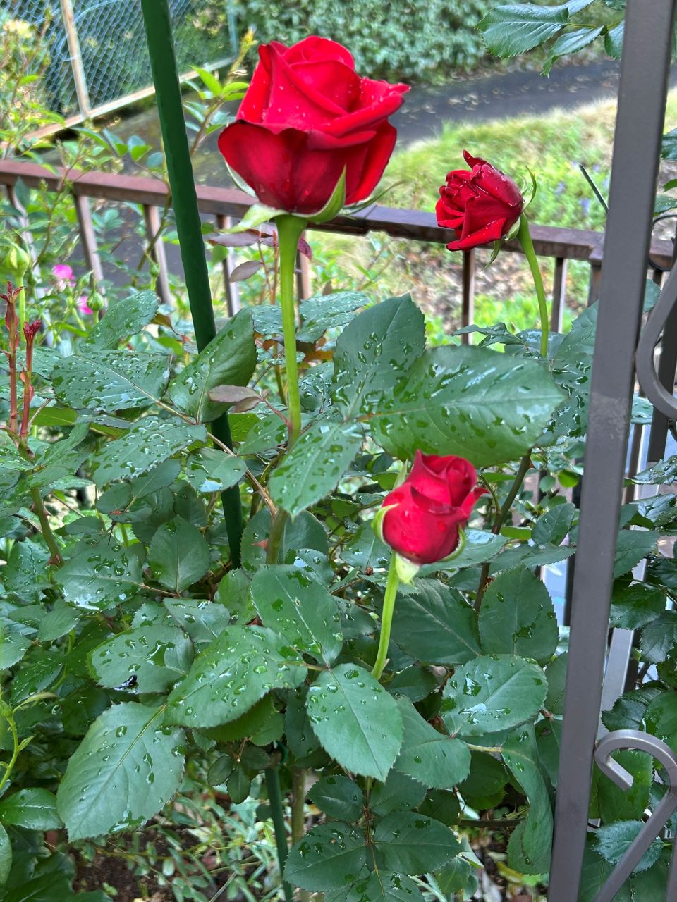 カーディナル地植え30か月後-1