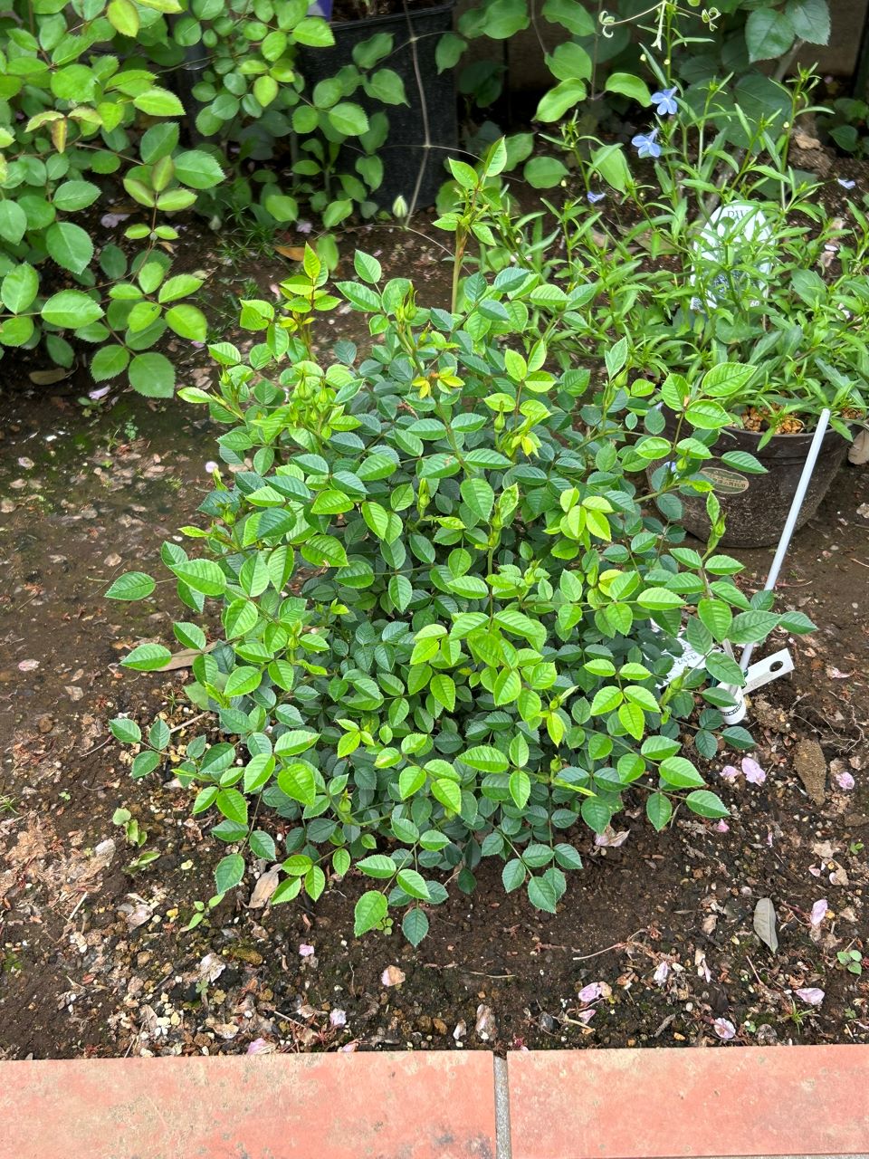 ラヴァルスディアベイル開花苗24週後