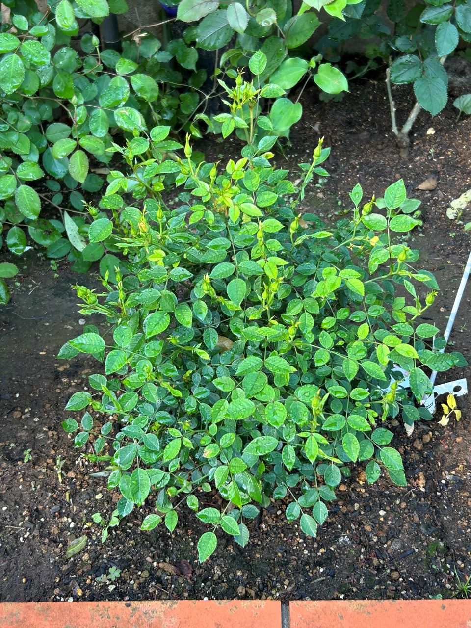 ラヴァルスディアベイル開花苗25週後