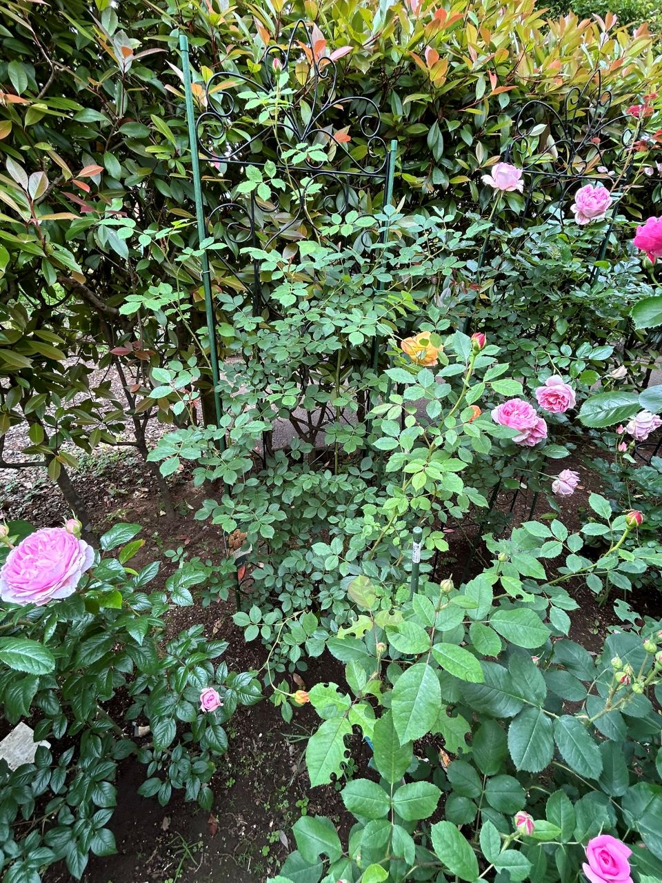 レディ・オブ・シャーロット開花苗75週後