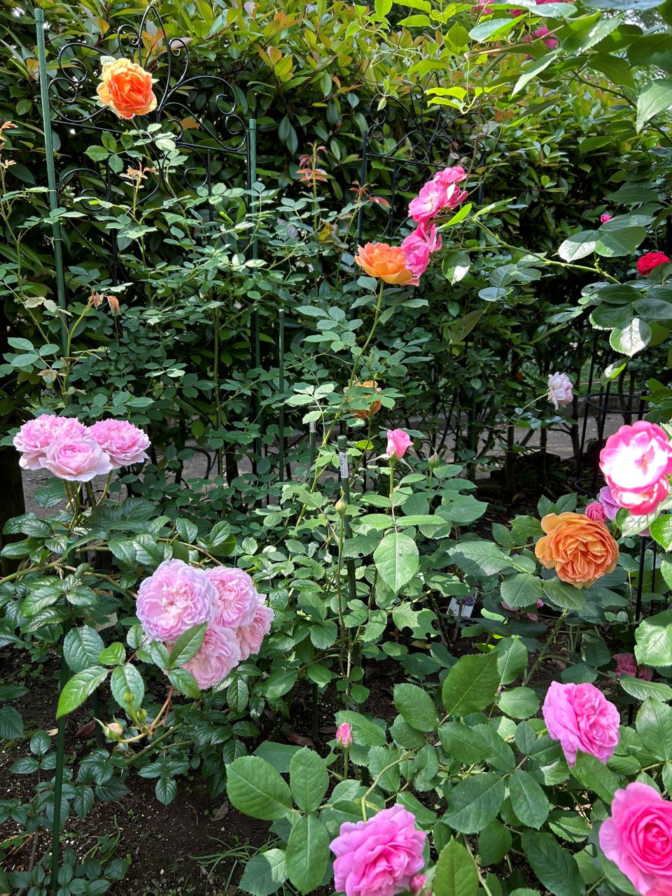 レディ・オブ・シャーロット開花苗76週後