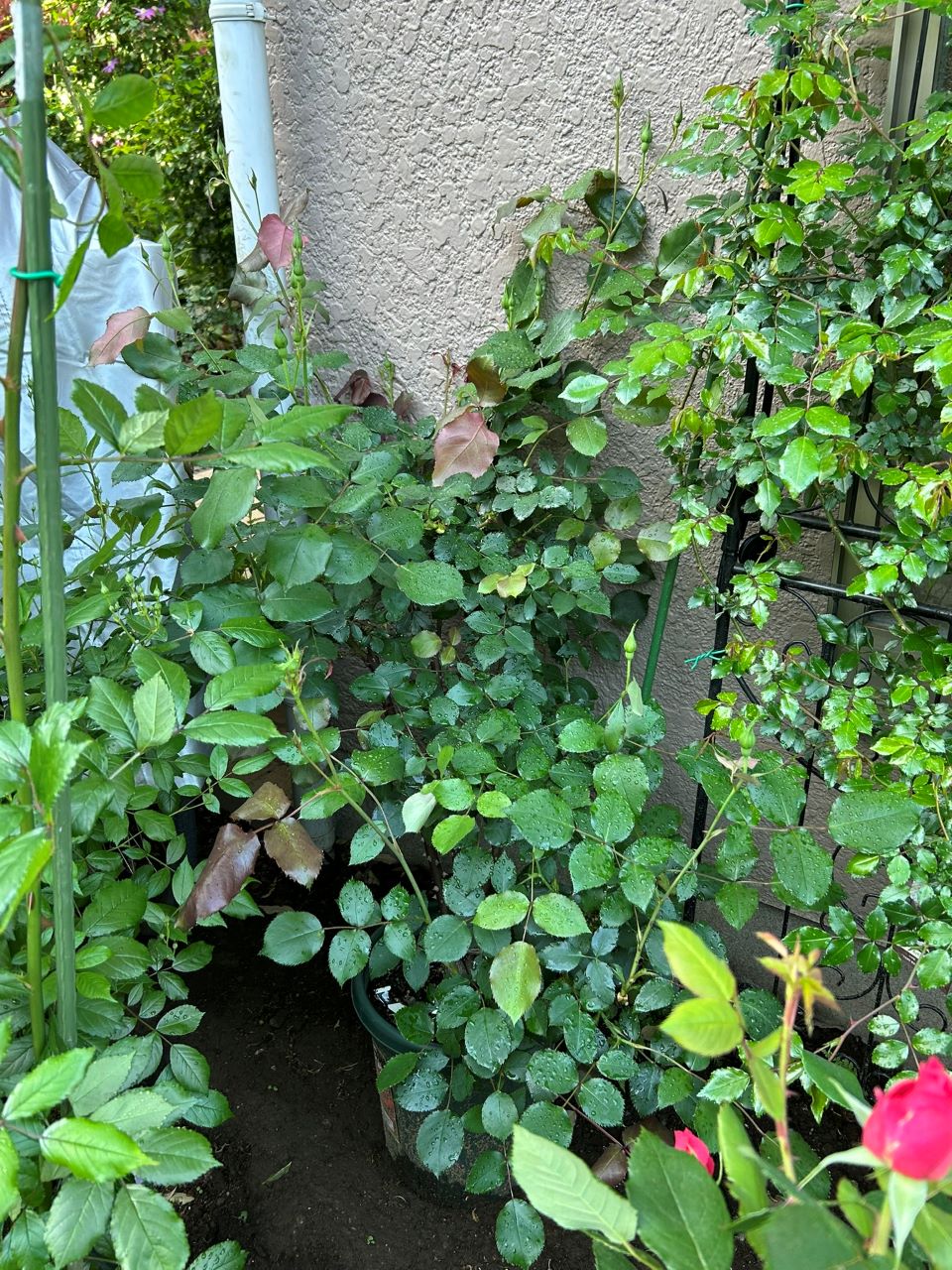 ラグーン大苗の21週後