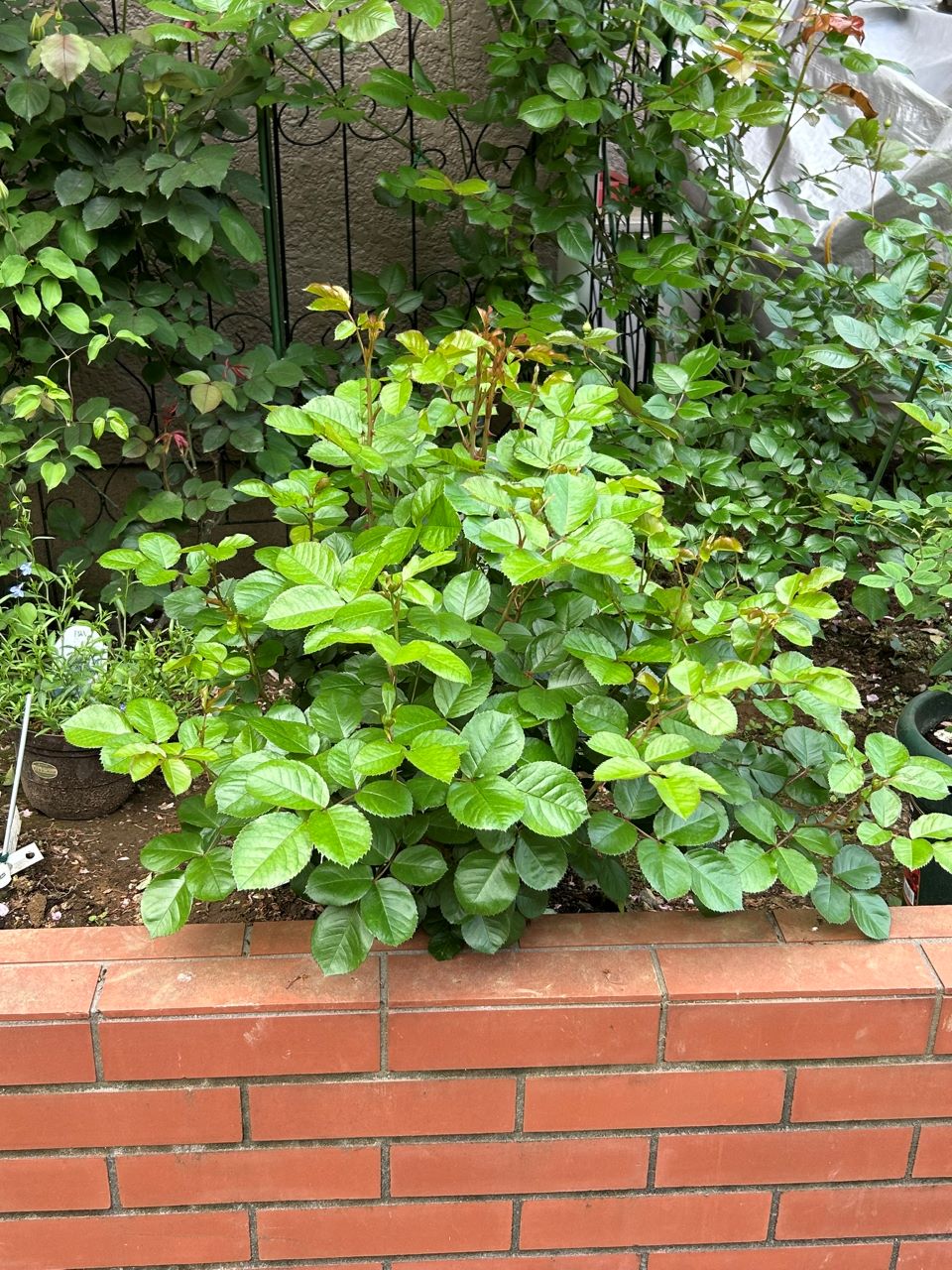 ラリッサバルコニアの大苗41週後