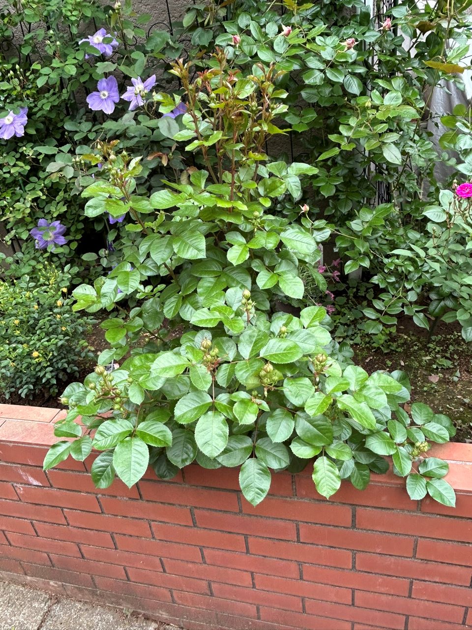 ラリッサバルコニアの大苗43週後