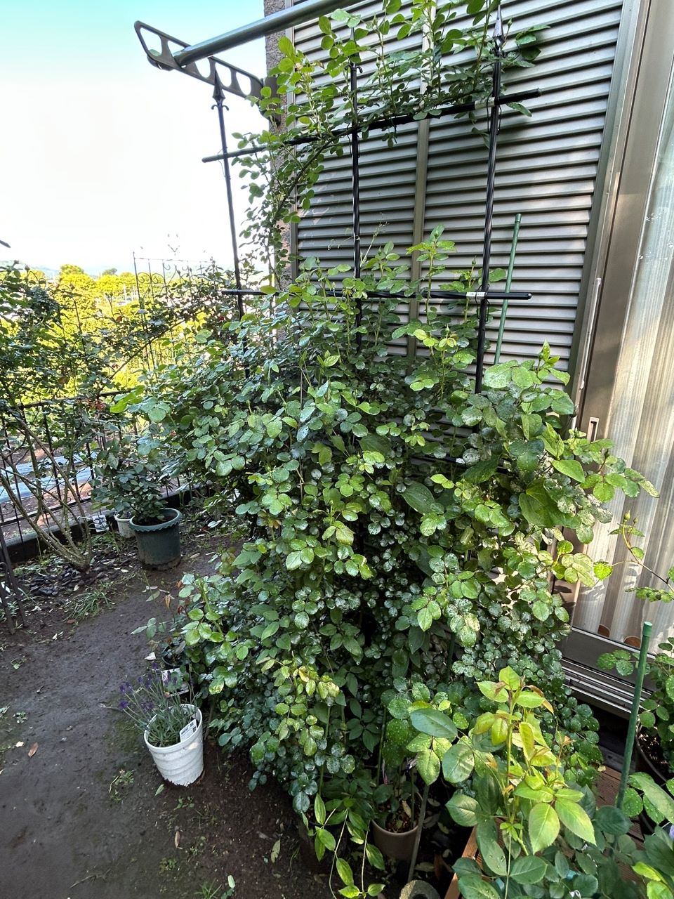 レオナルドダビンチ開花苗80週後