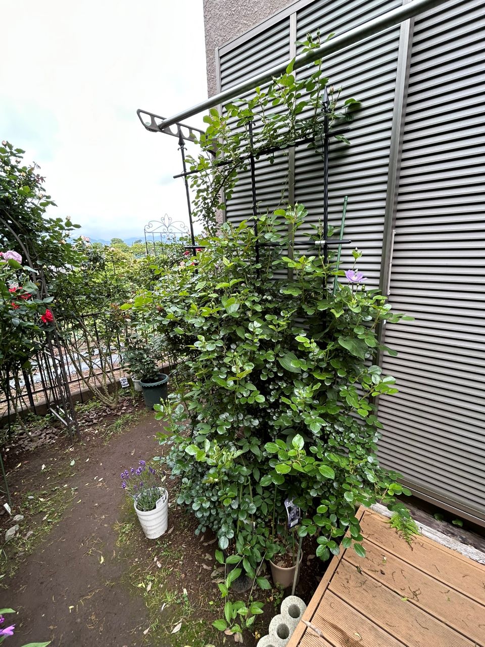 レオナルドダビンチ開花苗81週後