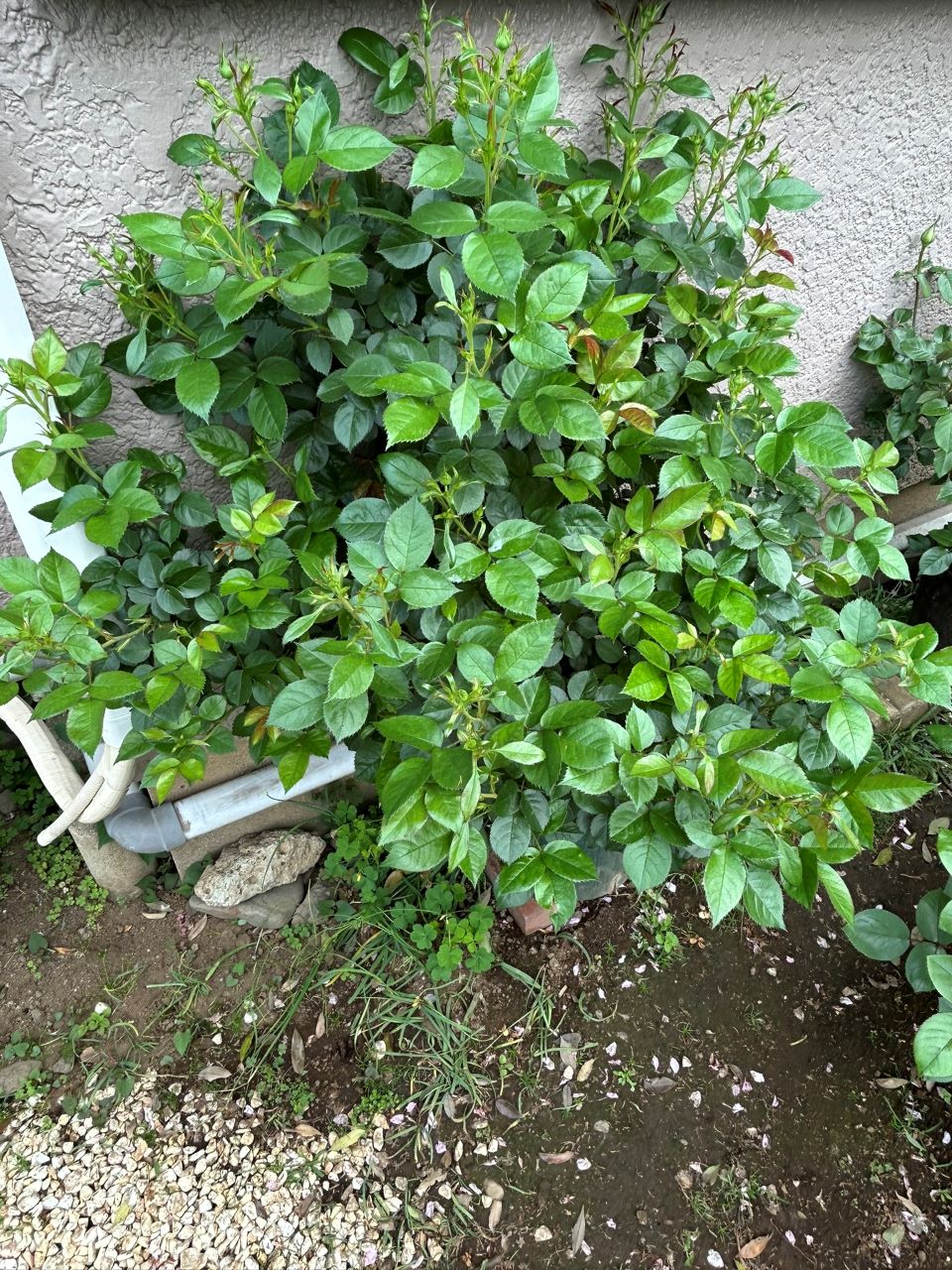 リラトロプフェン開花苗の44週後