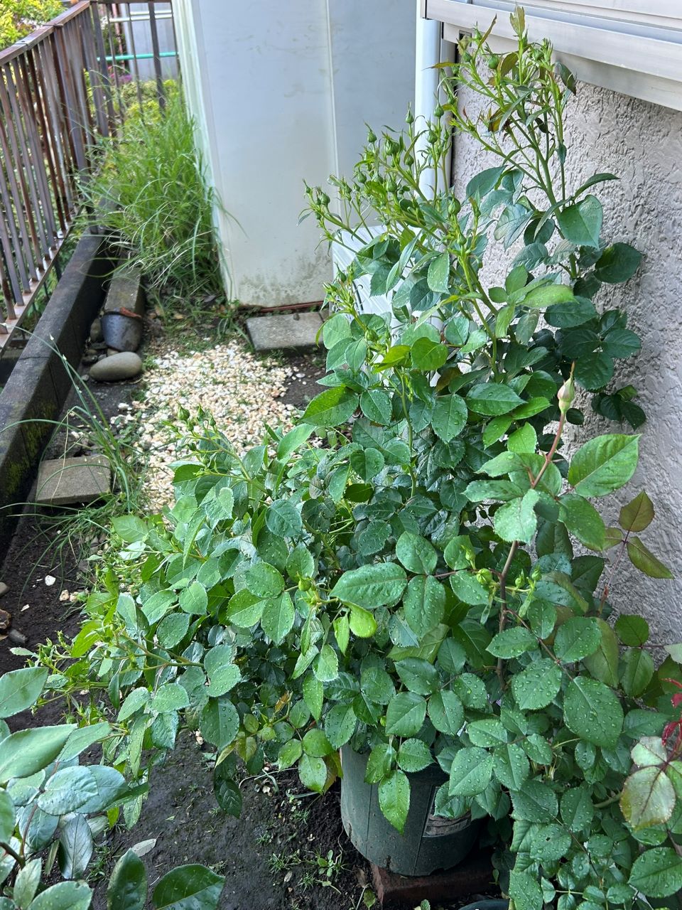 リラトロプフェン開花苗の45週後