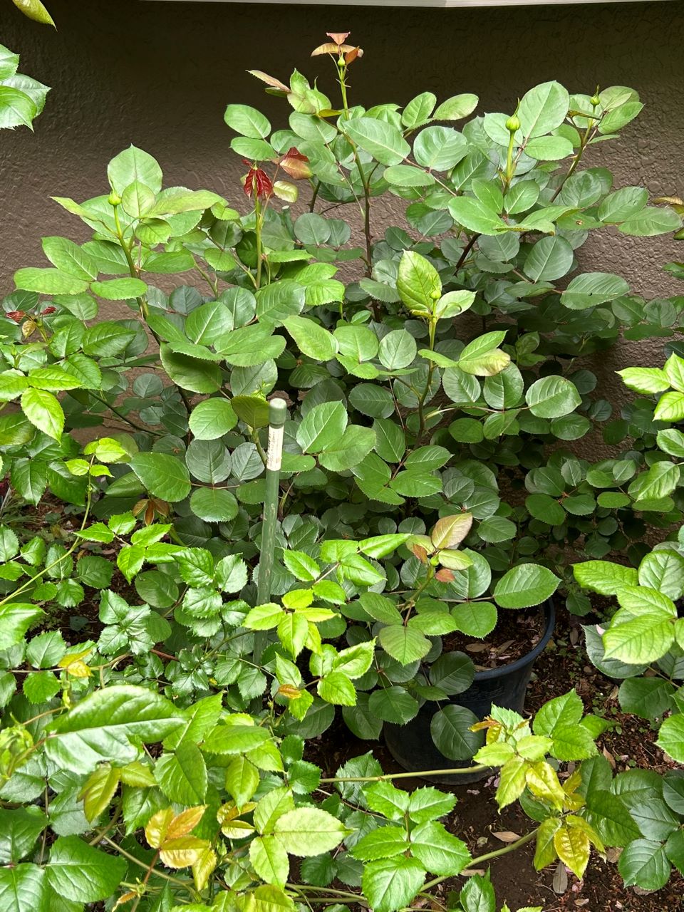 メルヘンツァウバー中苗29週後