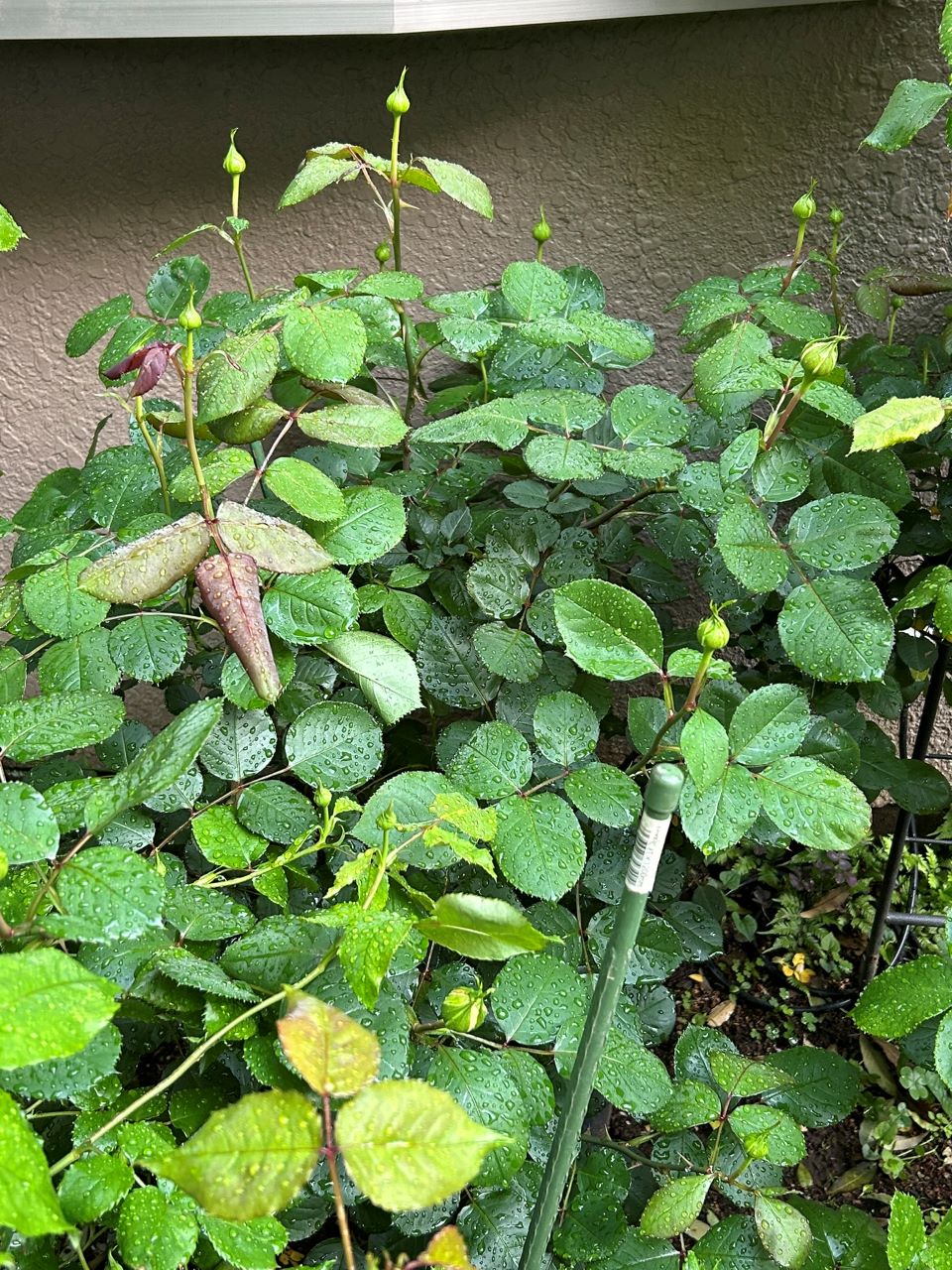 メルヘンツァウバー中苗30週後