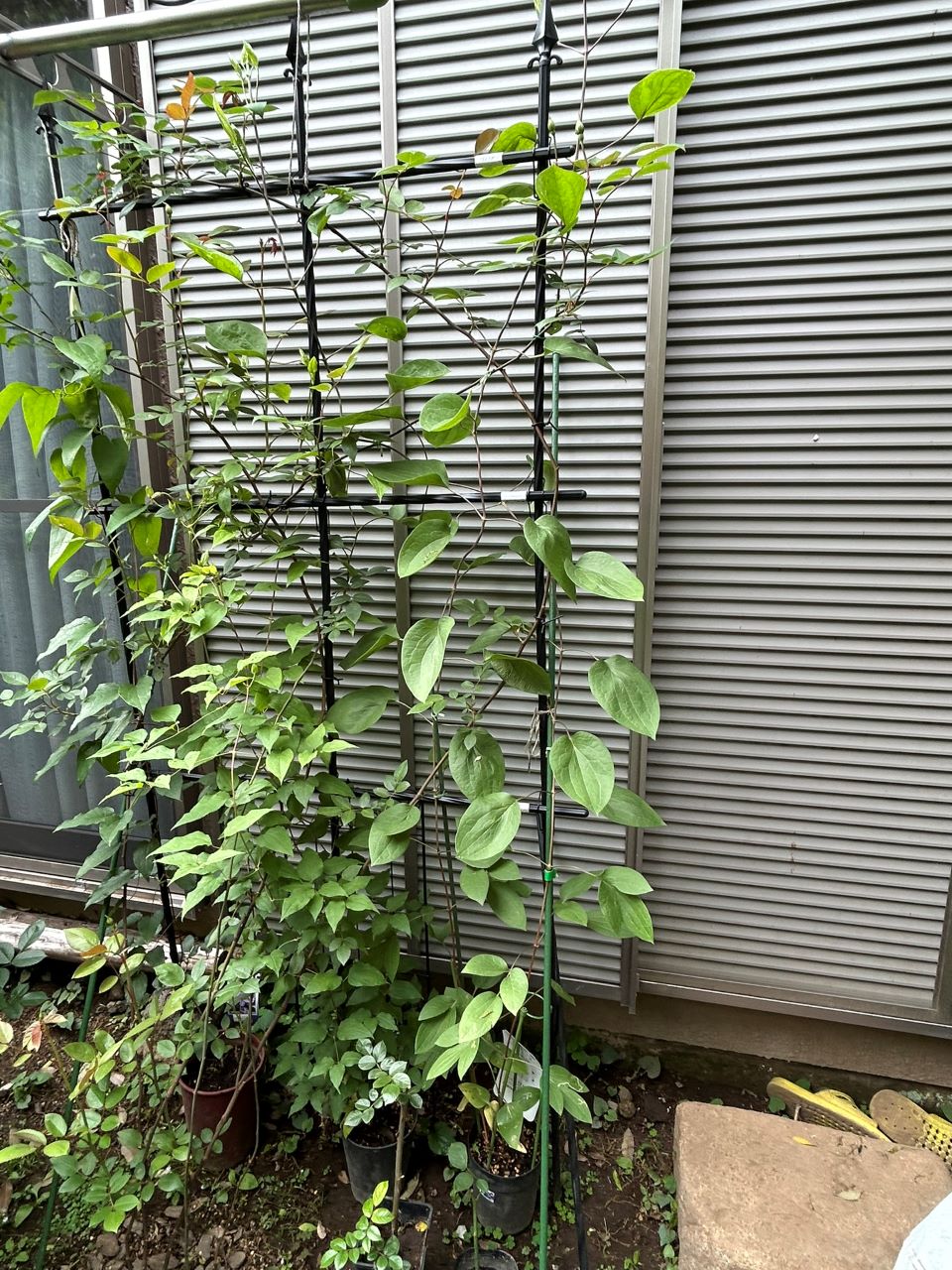 メアリー・ディレイニー裸苗71週後