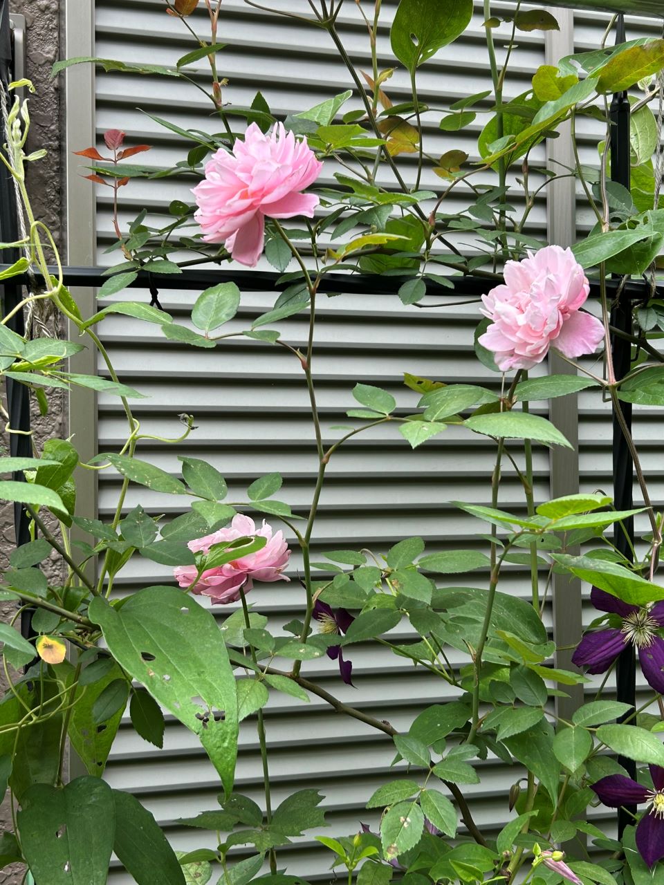 メアリー・ディレイニー裸苗73週後