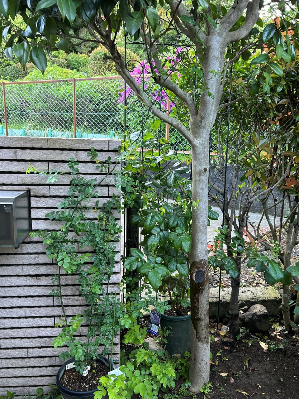 真白の長尺苗の25週後