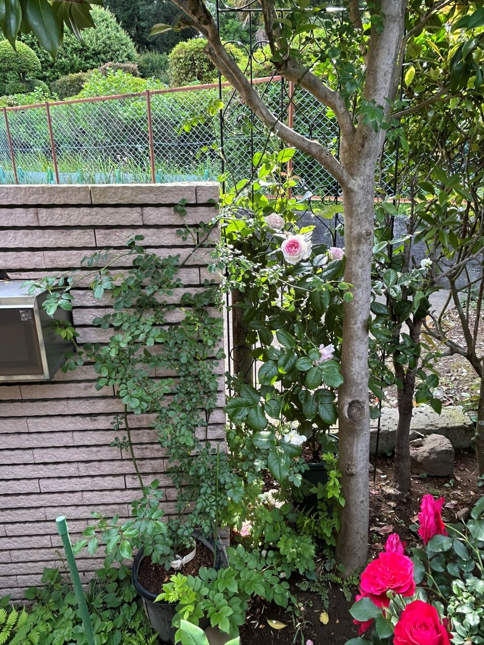 真白の長尺苗の27週後