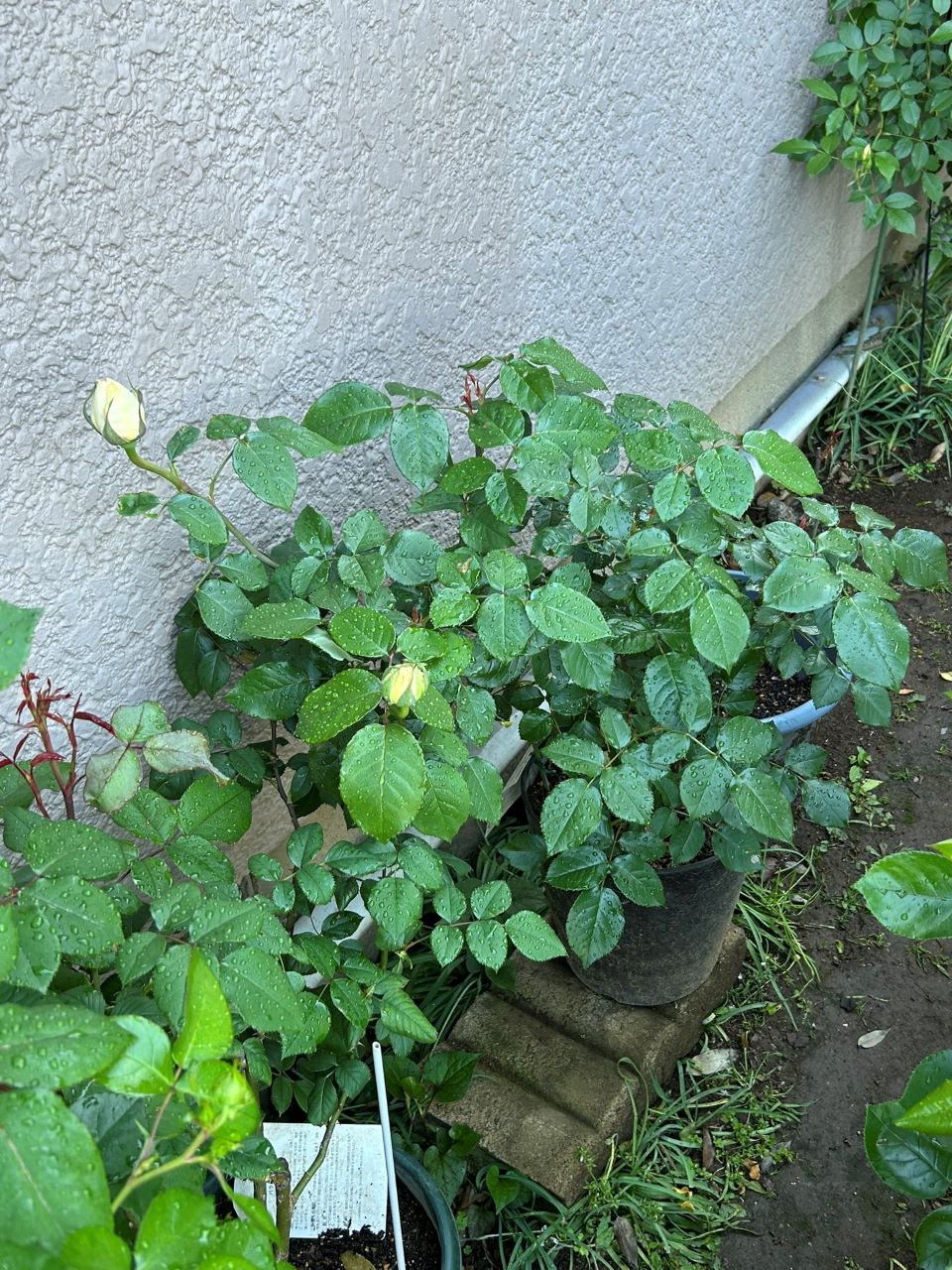 マイガーデン開花苗の32週後