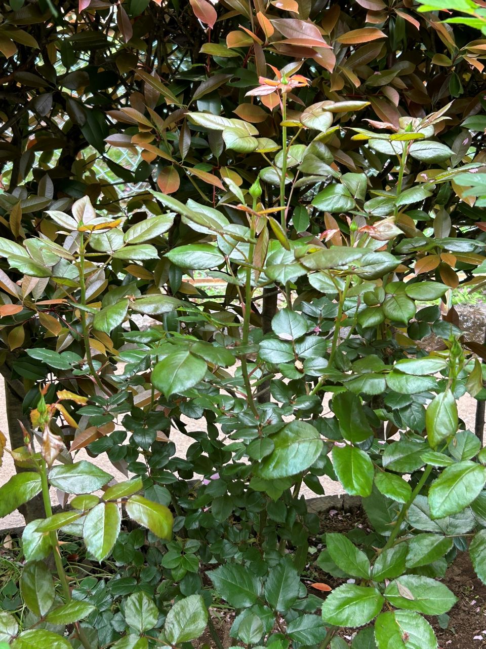 ノスタルジー開花苗の95週後