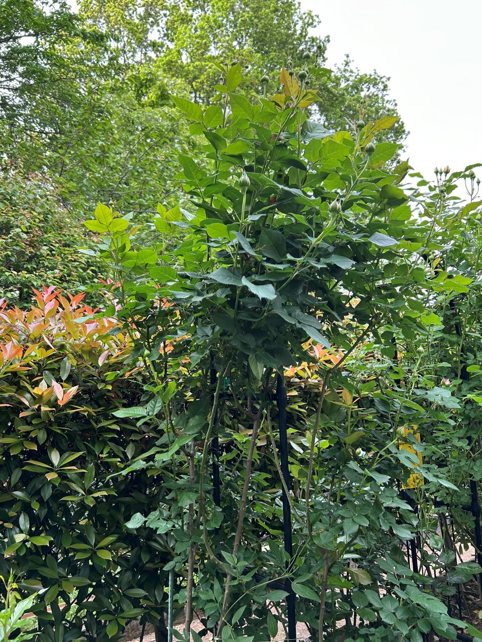 オドゥールダムール新苗の97週後