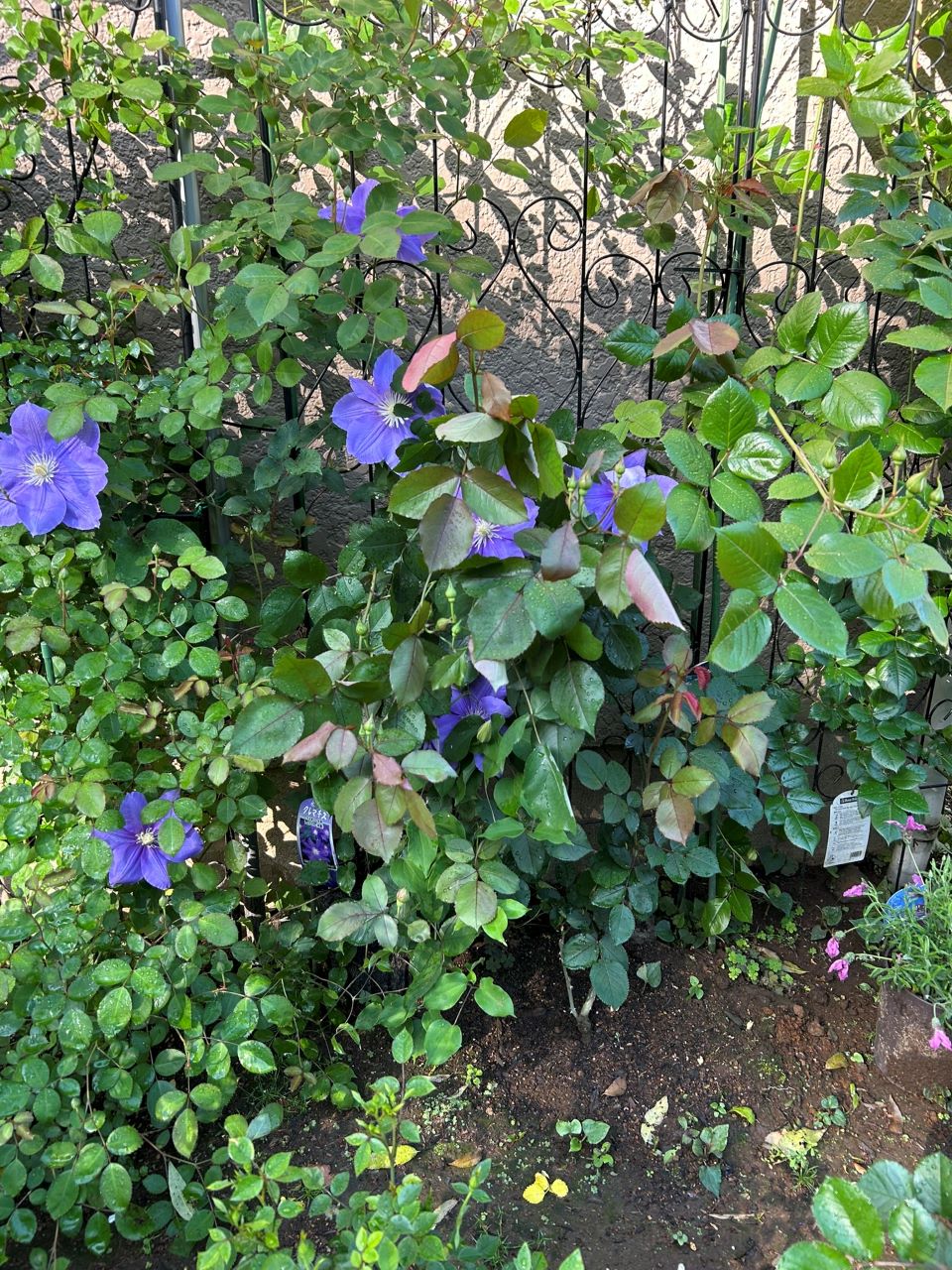 オデュッセイア大苗61週後