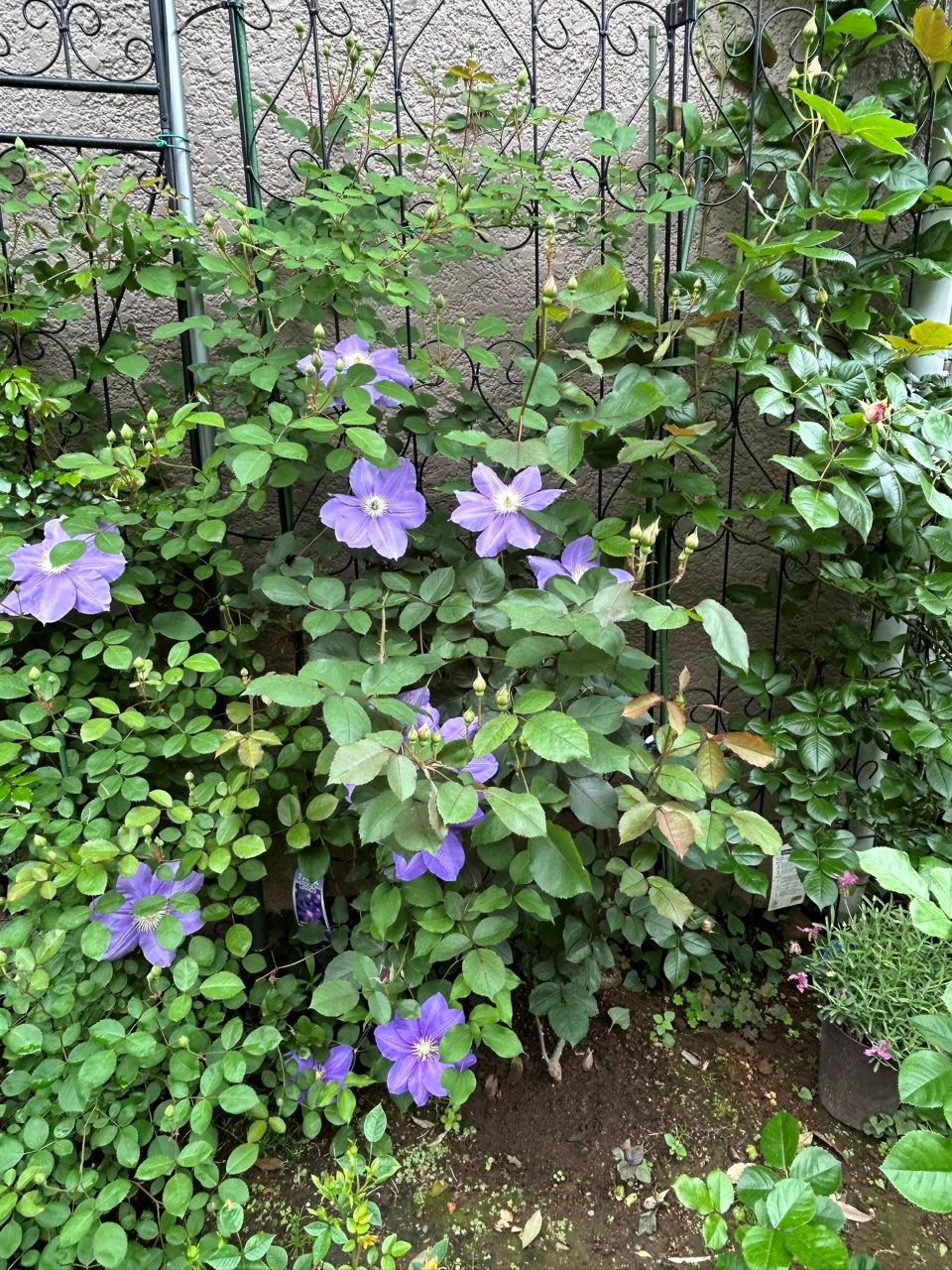 オデュッセイア大苗62週後