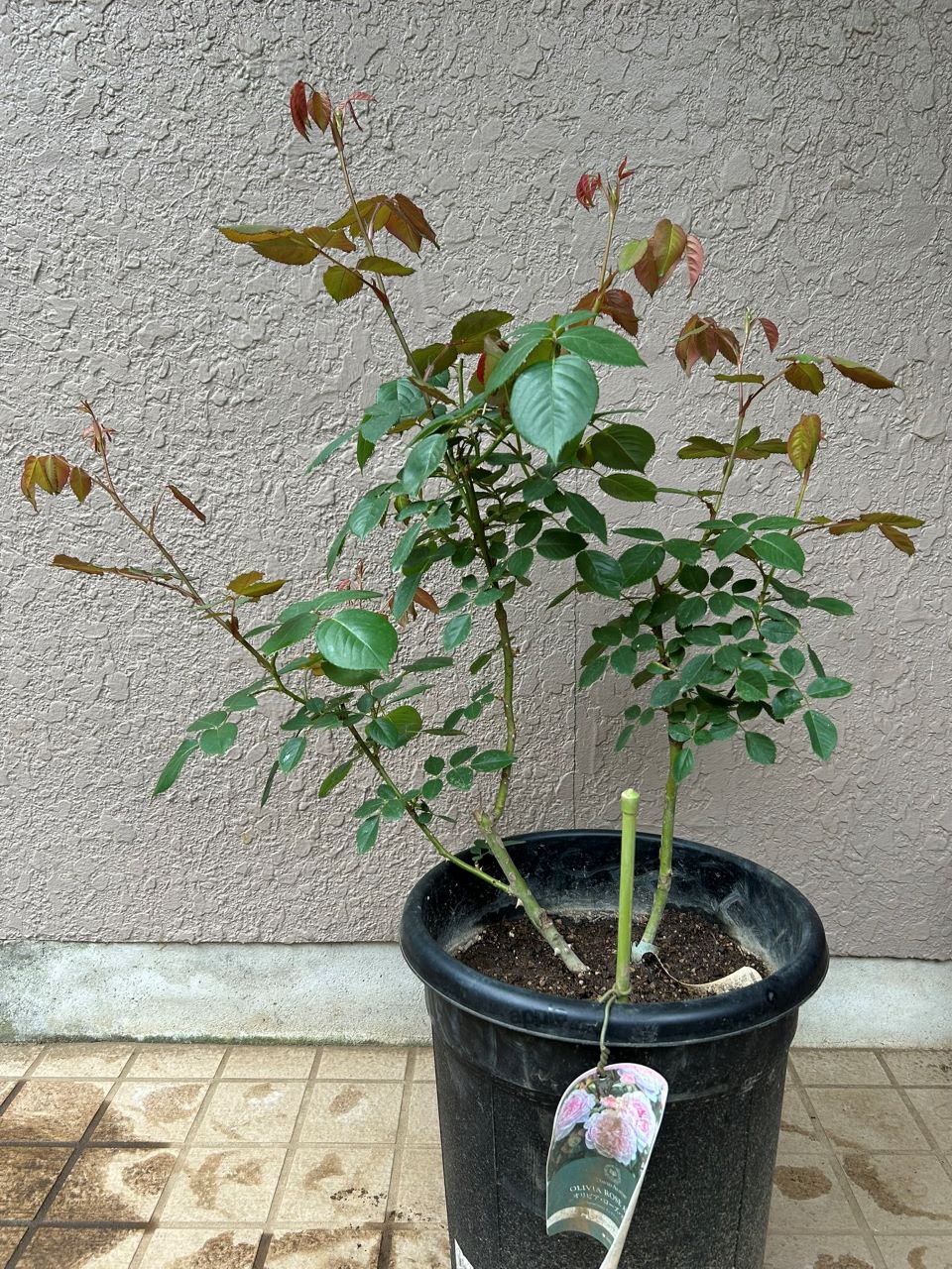 オリビア・ローズ・オースチン大苗68週後