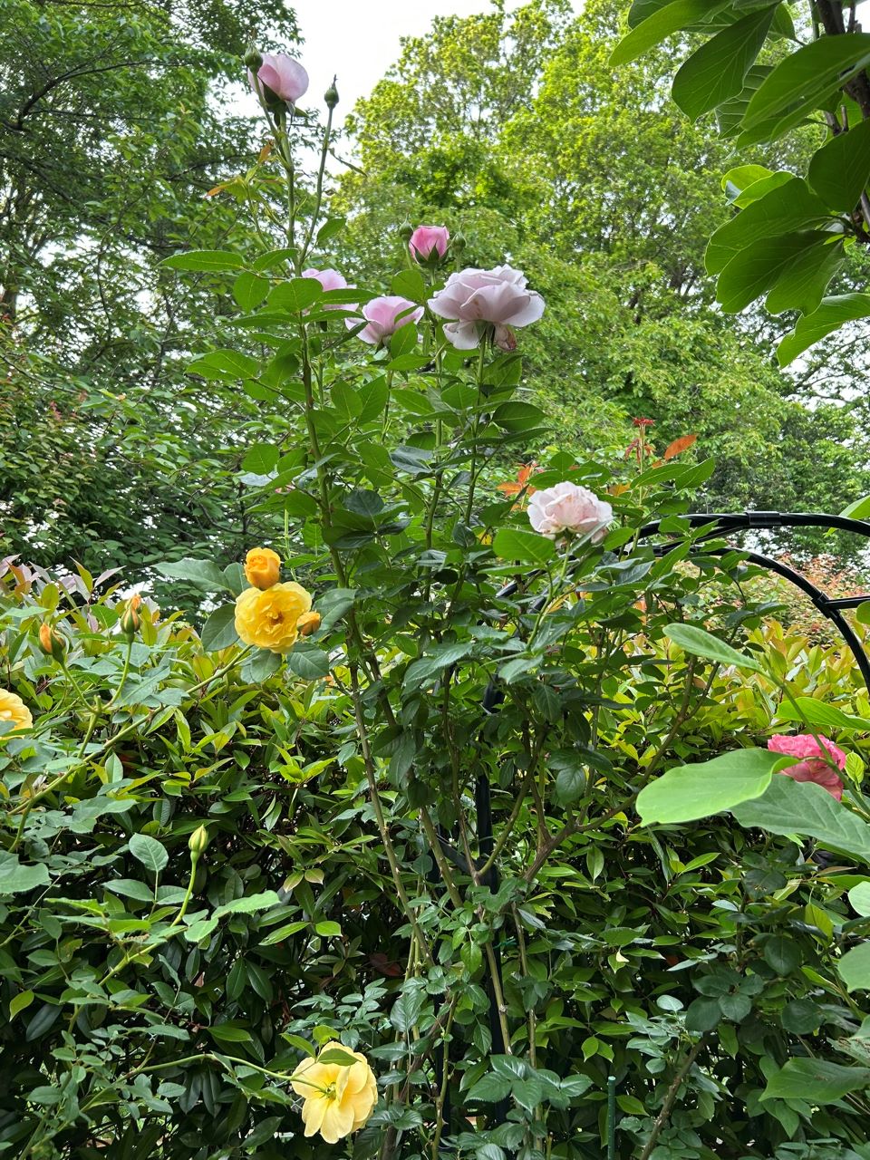 パフュームドレス新苗の97週後