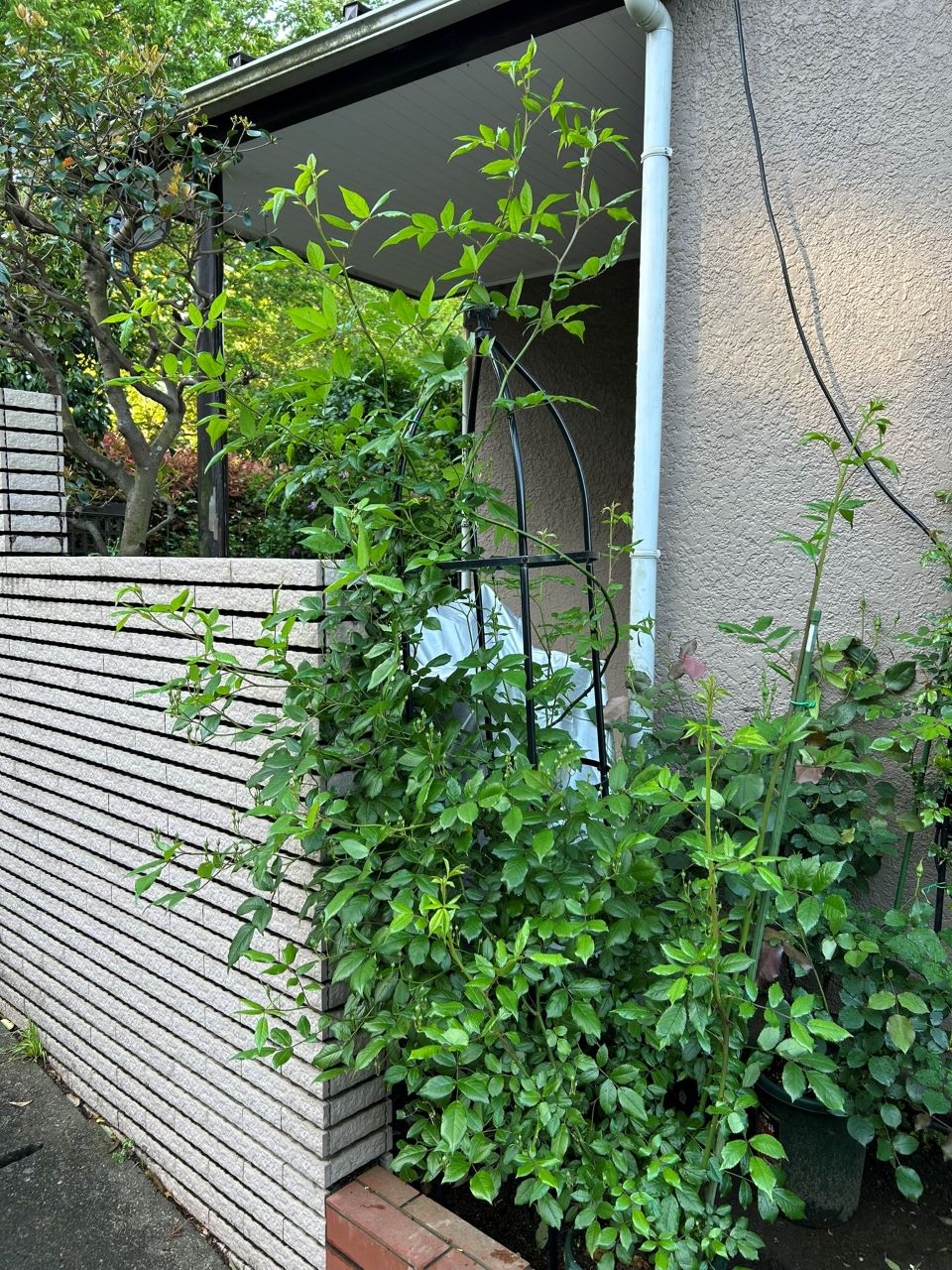 プティルージュ長尺苗の27週後