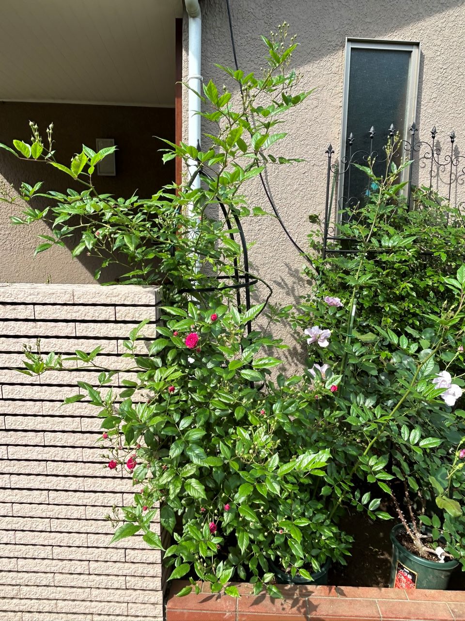 プティルージュ長尺苗の29週後