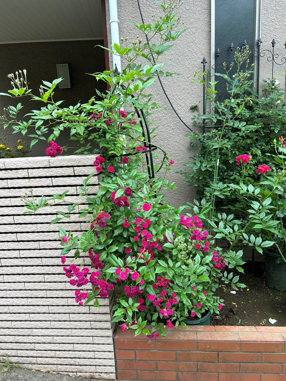 プティルージュ長尺苗の30週後