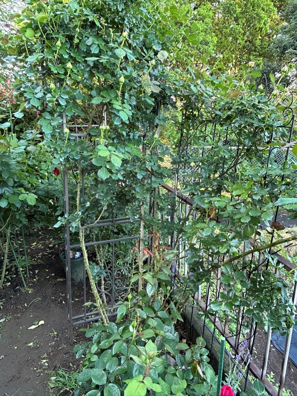 ピエール・ドゥ・ロンサール開花苗99週後