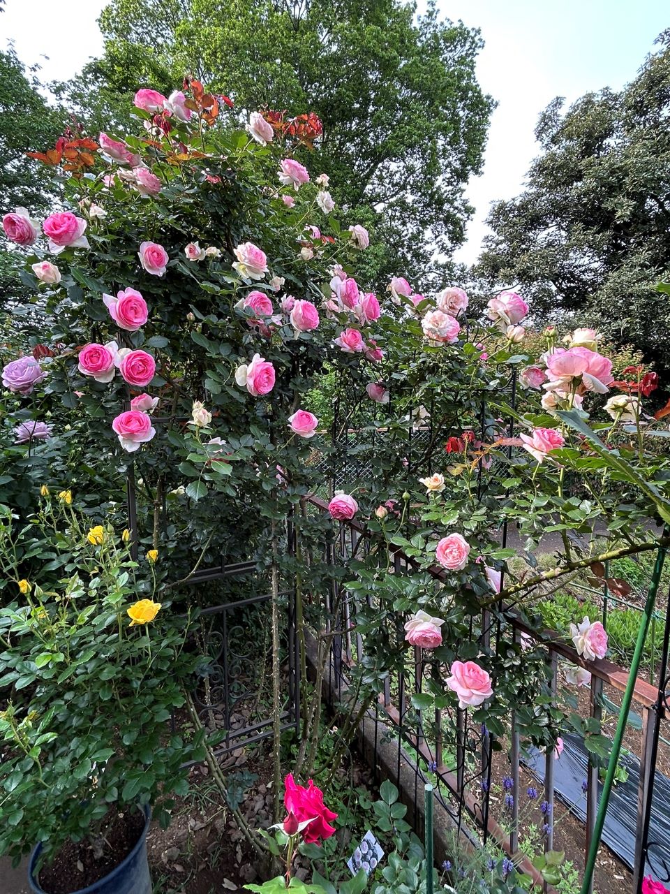 ピエール・ドゥ・ロンサール開花苗101週後