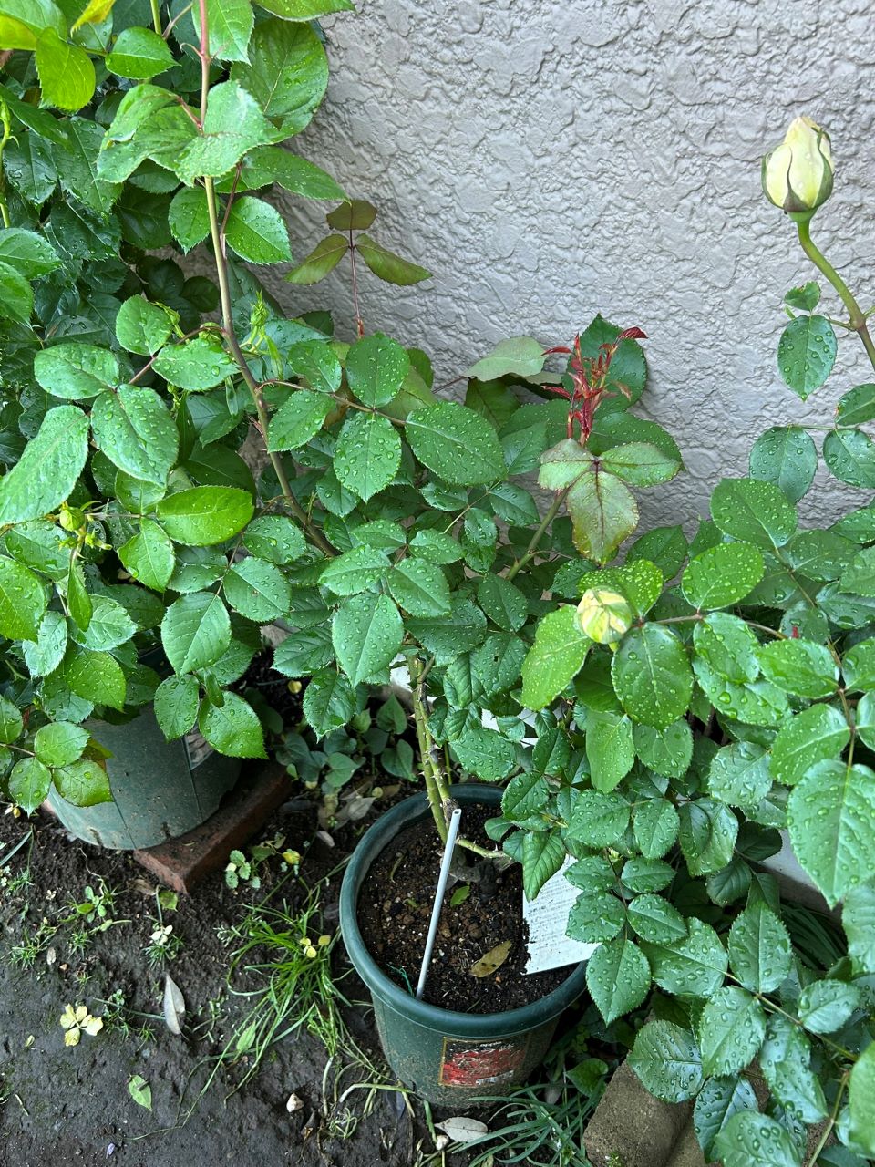 クイーンエリザベス新苗47週後