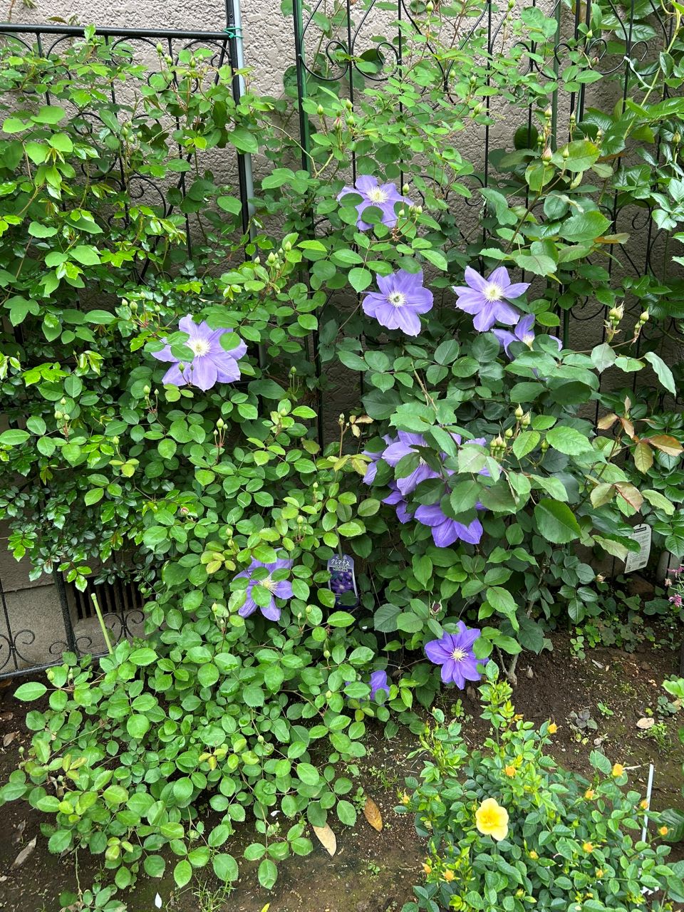 レイニーブルー開花苗52週後