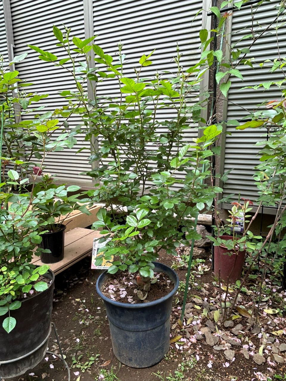 レヨンドゥソレイユ開花苗52週後