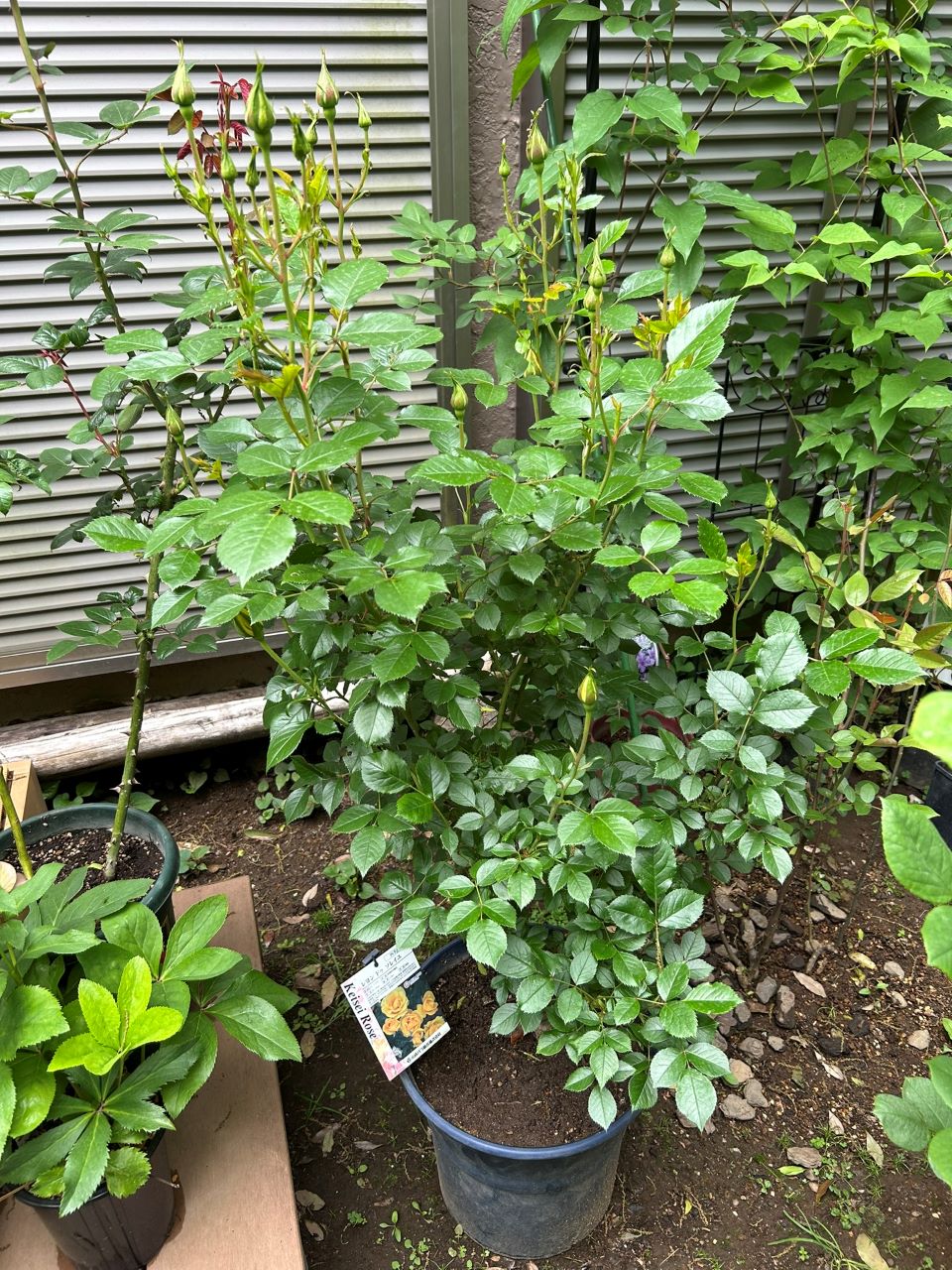 レヨンドゥソレイユ開花苗54週後