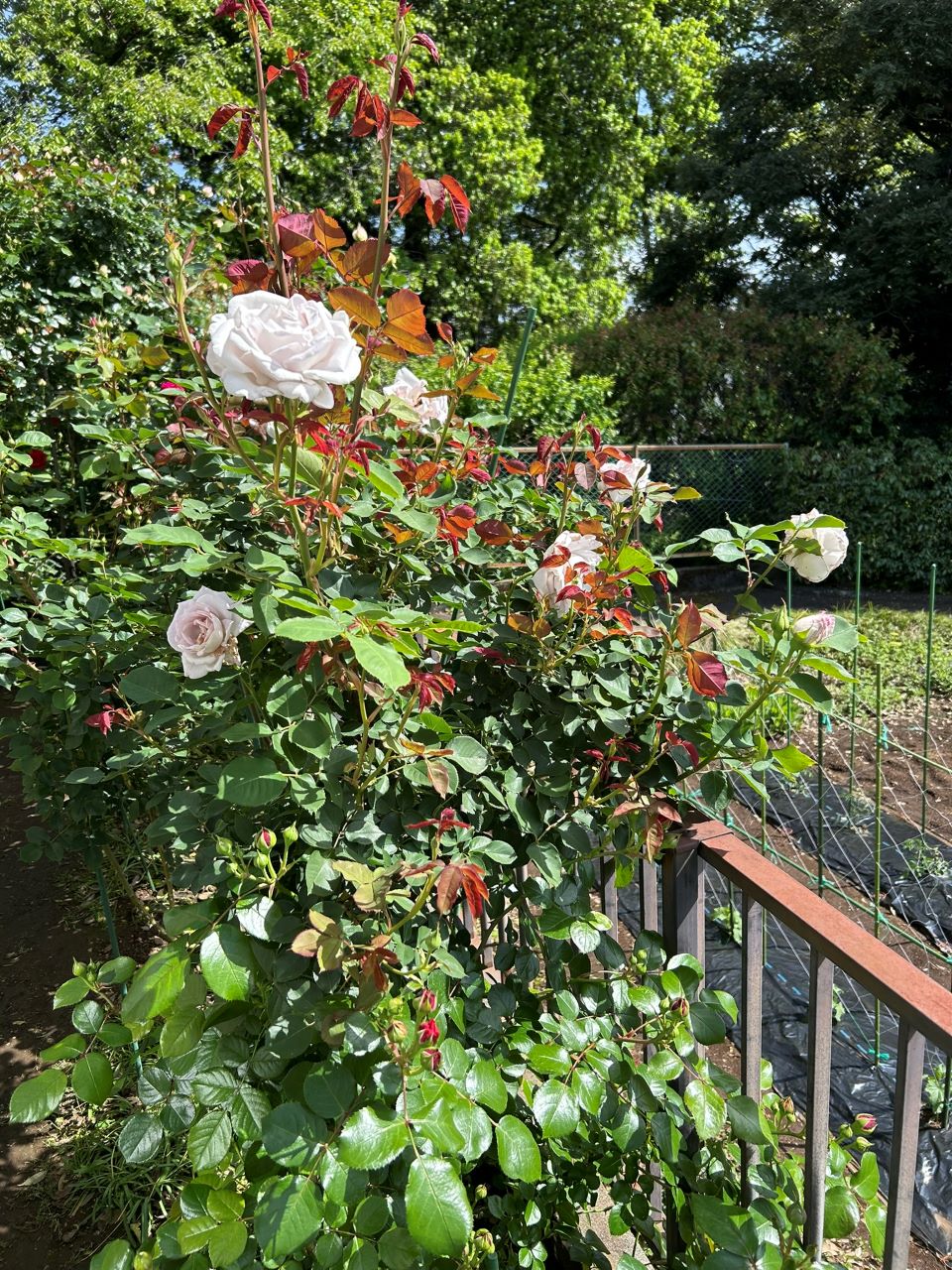 レッドレオナルドダビンチ新苗97週後