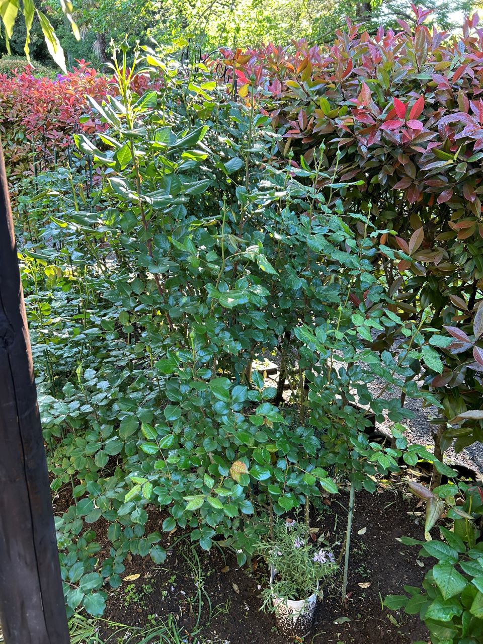 ロビン開花苗購入から99週後